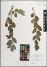 Foto von Salix myrsinifolia Salisb.